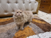 Persian Cat Male 7m